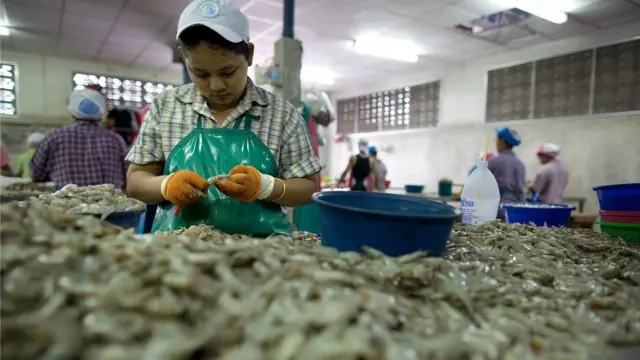 คนงานพม่าเข้ามาทำงานปอกเปลือกกุ้ง ที่โรงงานแห่งหนึ่งใน ต.มหาชัย จ. สมุทรสาคร