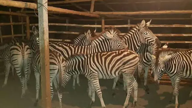 জেব্রাগুলোকে সাফারি পার্ক কিংবা চিড়িয়াখানায় পাঠানো হতে পারে।