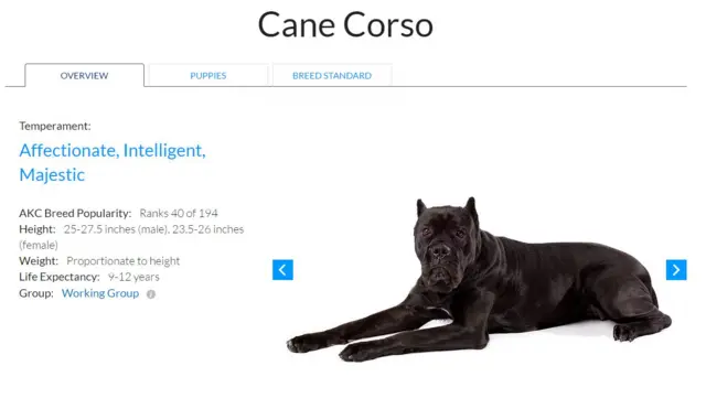 केन कोरसो कुत्ते