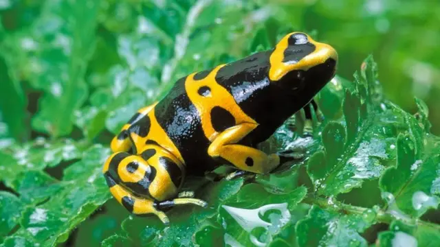 ज़हरीला मेंढक