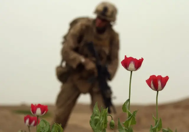 Американцы не смогли извести маковые угодья Афганистана. Их площадь выросла в 4 раза