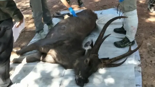 ซากกวางป่า