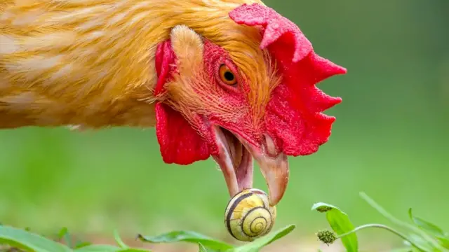 Если бы улитки могли говорить, то эта ругалась бы на чем свет стоит