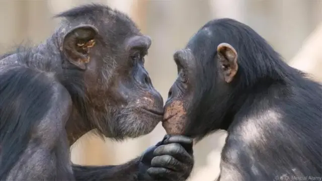 After an argument, chimpanzees hug and kiss.