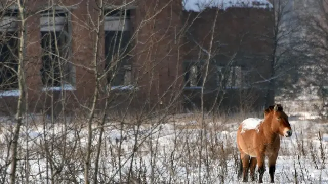 Un caballo salvaje frente a la vegetación y a un edificio abandonado en Chernóbil.