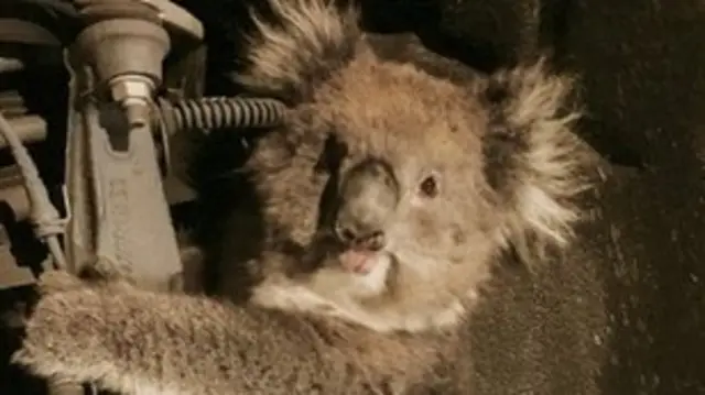 Koala kurtarma