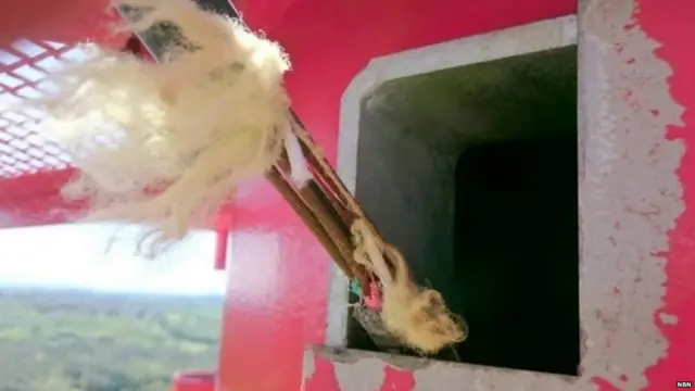 Damaged cables showing the parts chewed off by the birds