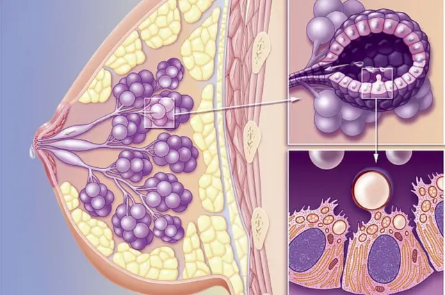 తల్లి పాల రొమ్ము కణజాలం ఊహాచిత్రం