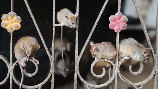 বাদামি ইঁদুর বেশি ভয়াবহ।