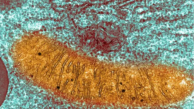 미토콘드리아는 대부분의 인간 세포 속에서 볼 수 있는데, 당을 에너지로 전환하는 '작은 발전소' 역할을 하며 자체 DNA도 가지고 있다