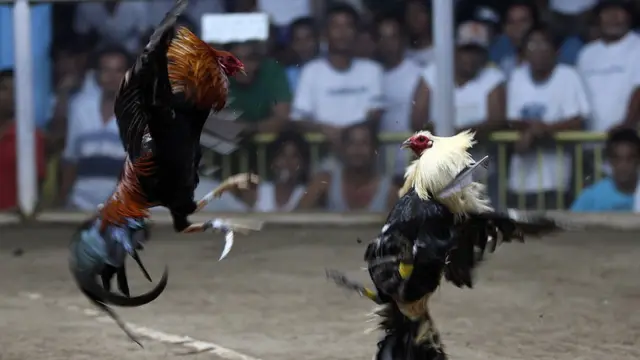 Polisi Filipina 'terbunuh' oleh ayam aduan, 'nasib buruk yang tak dapat dijelaskan' - BBC News Indonesia