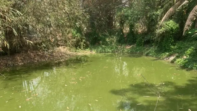 नंदीग्रामच्या निवडणुकीत मुख्तार उद्धव ठाकरेंचं नाव का घेतोय?