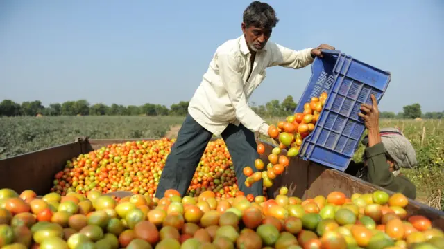 गुजरात से पाकिस्तान को निर्यात किए जाने वाले टमाटर