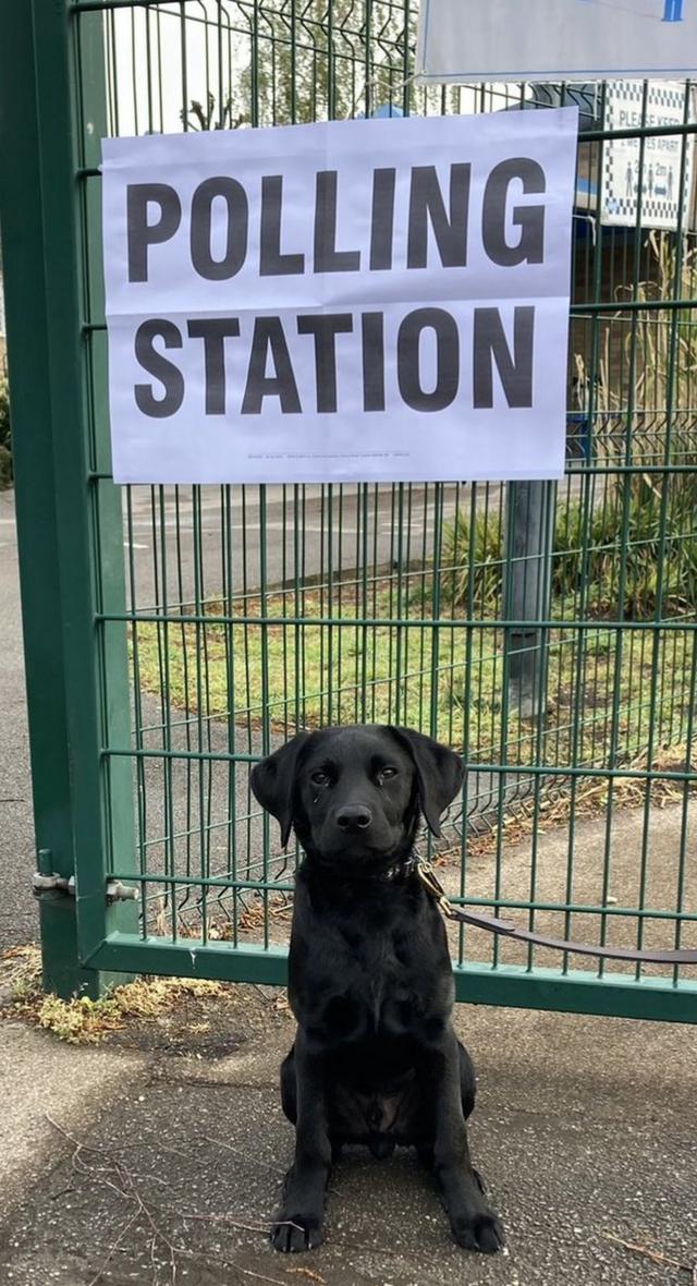 A puppy stands in front of a polling station sign in London