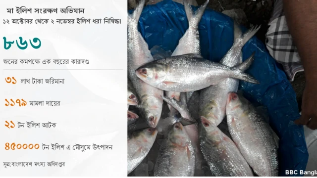 মৎস্য অধিদপ্তর বলছে মা ইলিশ রক্ষায় কোন ছাড় দেয়া হবে না।