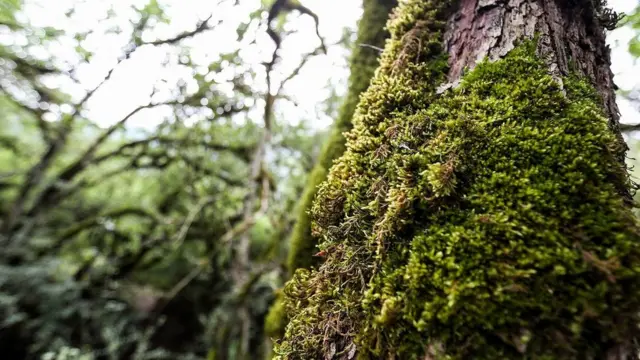 Віруси планета