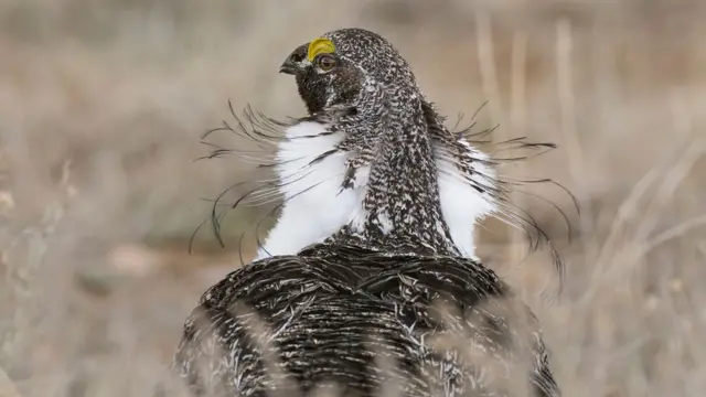 Greater-Sage-Grouse.