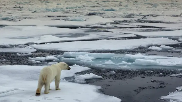 Белий ведм?дь