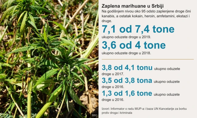 заплена канабиса у србији годишње