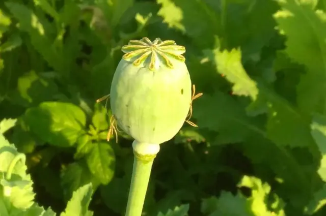 ఓపియం పాపీ