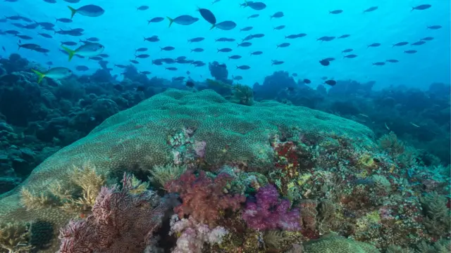 A Repúblicaestratégia martingale roletaPalau e suas ilhas são um destino famoso entre os amantesestratégia martingale roletamergulho, por seus recifes intocados e vida marinha subaquática abundante