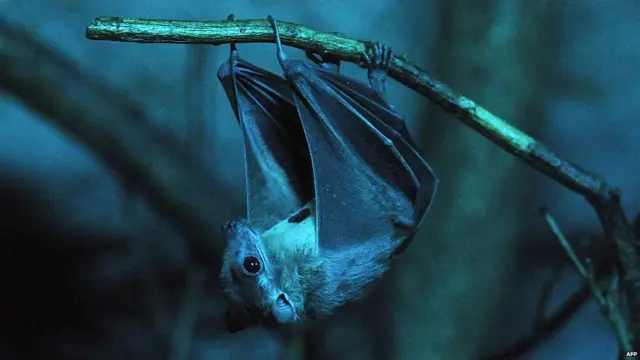 चमगादड़