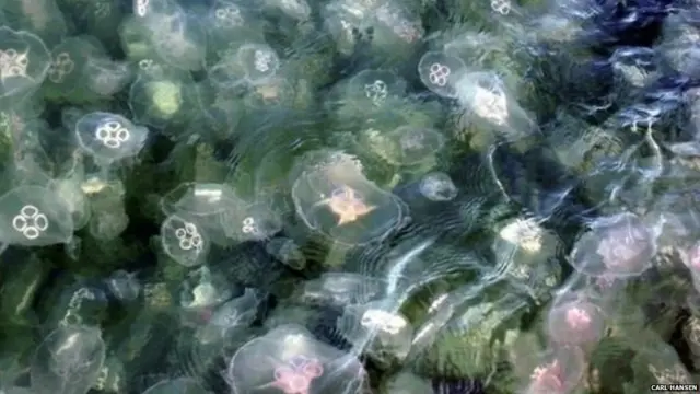 ਵਿਗਿਆਨੀਆਂ ਦੀ ਇੱਕ ਟੀਮ ਨੇ ਹਾਲ ਹੀ ਵਿੱਚ ਜੈਲੀਫਿਸ਼ ਦੇ ਡੀਐਨਏ ਦੇ ਇੱਕ ਛੋਟੇ ਜਿਹੇ ਹਿੱਸੇ ਦਾ ਸੀਕਵੈਂਸ ਕੀਤਾ