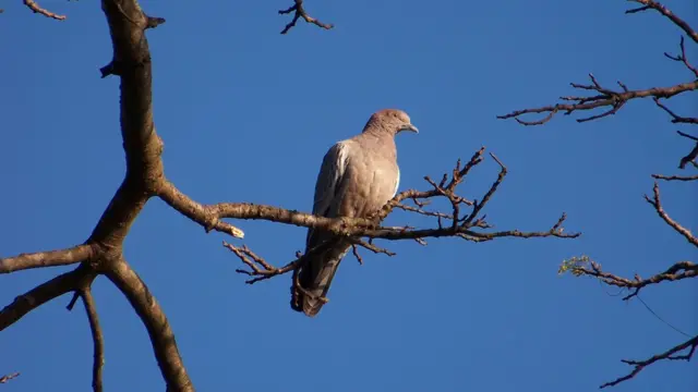 Pomba7games baixar aplicativo aplicativoasa-branca