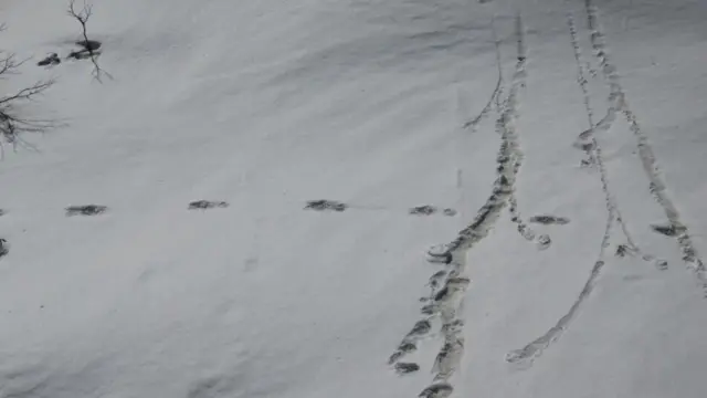 સેનાએ શેર કરેલી યેતીના પગનાં નિશાનની તસવીર