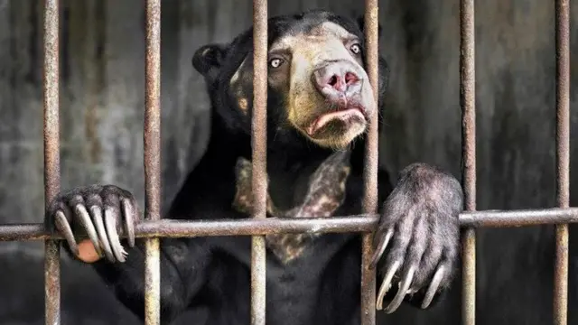 Captive sun bear in Tandjung Medang, Sumatra, Indonesia