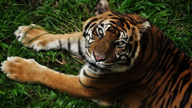 Tigre de Sumatra.
