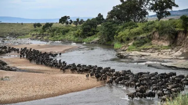 Dabobin Wildebeest na ketarawa daga kasar Tanzania zuwa kasar Kenya - ranar 18 ga watanYuli shekarar 2020. Sun isa gandun dajin Mara na yankin kabliar Masaai a kasar Kenya thdaga gandun dajin Serengeti na kasar Tanzania lokacin hijirarsu ta shekara-shekara
