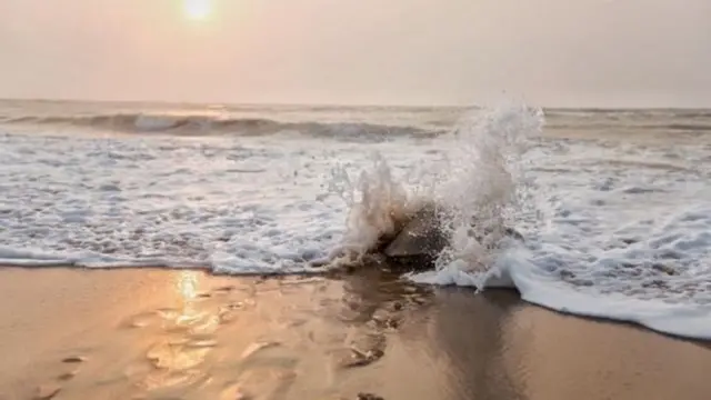 سلحفاة تخوض المياه