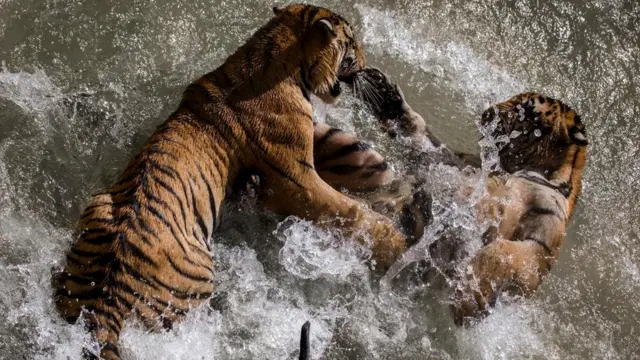 По сравнению со многими животными человек очень слаб физически