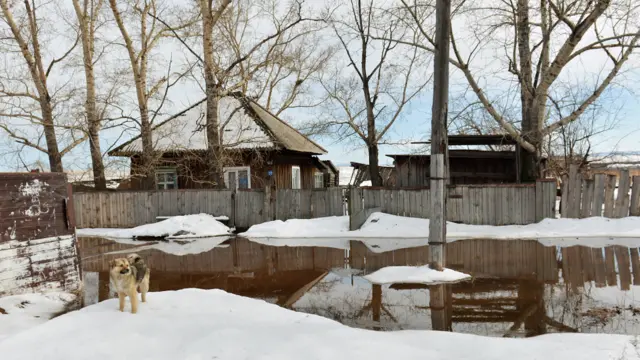 KHAKASSIA REPUBLIC, RUSSIA MARCH 28, 2018: A dog in a waterlogged street. In the village of Bely Yar.