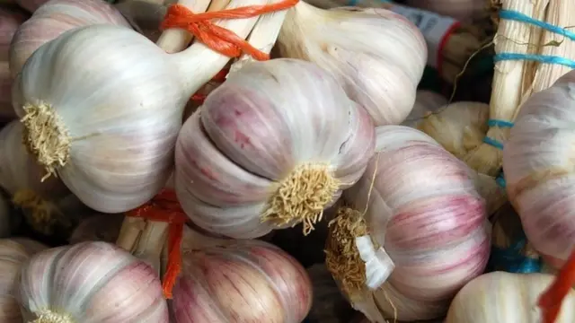 garlic