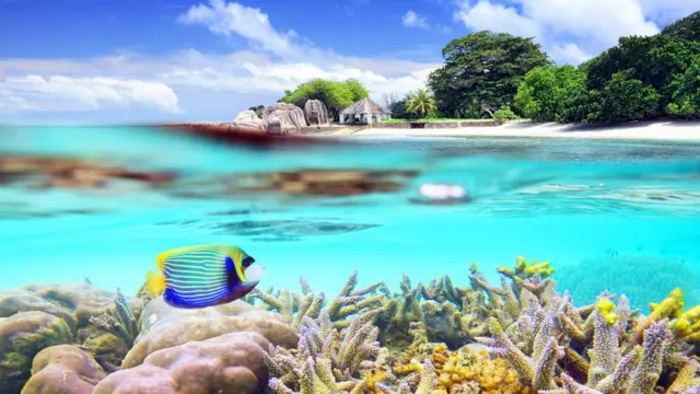 በደሴት አካባቢ የባህር ውስጥ ህይወትንና የባህሩን ዳርቻ የሚያሳይ ምስል