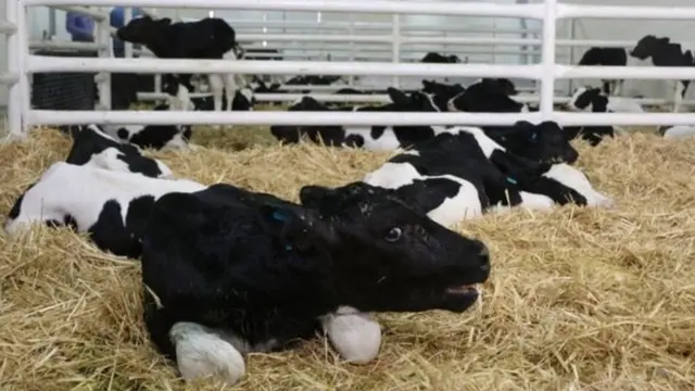 कतारला सध्या गाई हव्या आहेत. हजारो गाई !