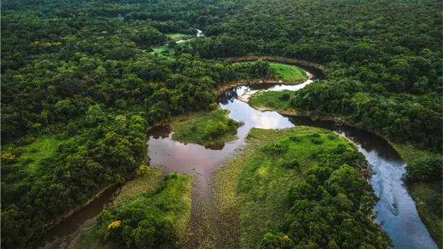 Vista aérea da mata atlântica