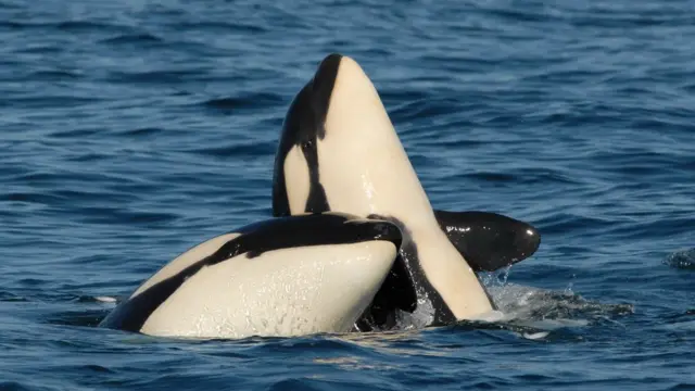 Косатка животное (лат. Orcinus orca)