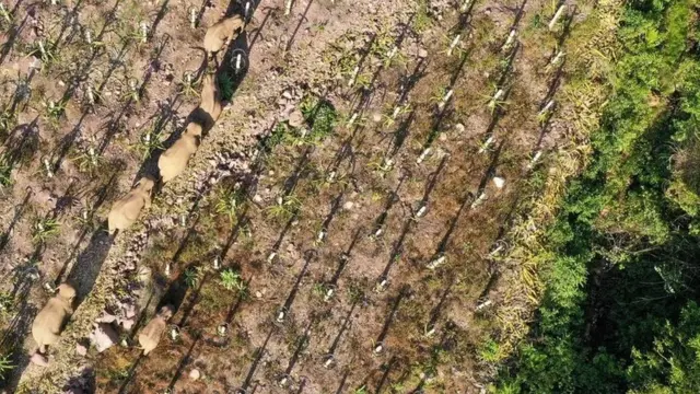 جنگلی جانوروں کی ہجرت