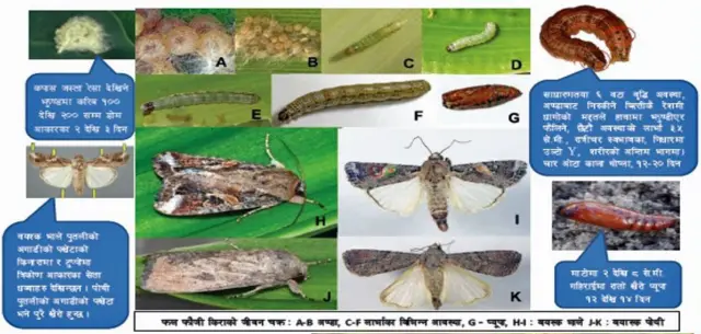 मकैमा लाग्ने फौजी कीरा नियन्त्रणका लागि प्राकृतिक शत्रु बारुला जातका सिकारी कीरा र विभिन्न खपटेकीरा प्रयोग गर्न सकिने वैज्ञानिकहरू बताउँछन्