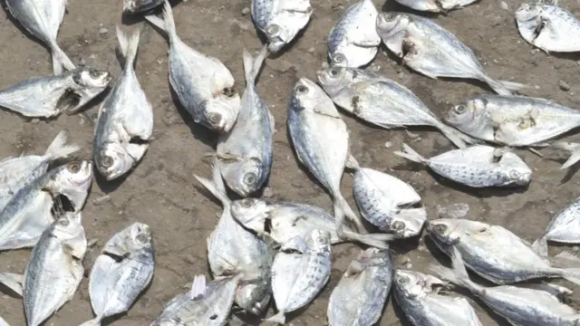 கருவாடு