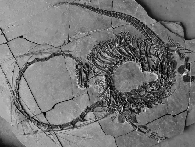 Fossil reveals 240 million year-old 'dragon' - BBC News