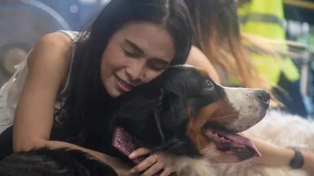 ลูกค้าเล่นกับสุนัขพันธุ์ใหญ่อย่างใกล้ชิด สุนัขทุกตัวได้รับการฝึกให้เชื่องและปลอดภัย