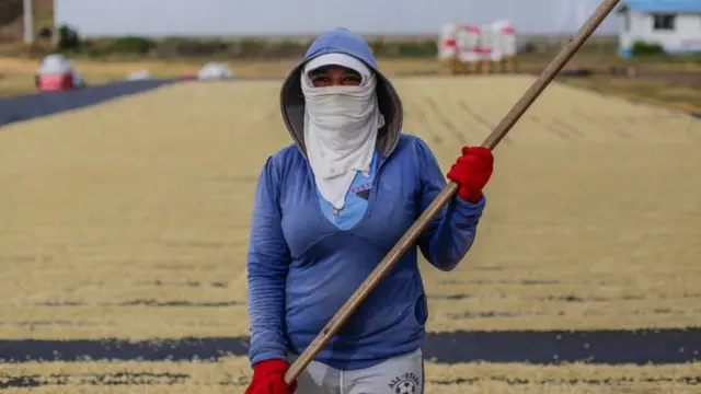 Explotación cafetera en Nicaragua.