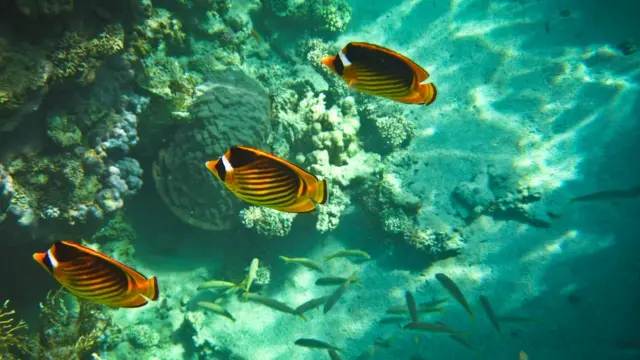 Червоне море