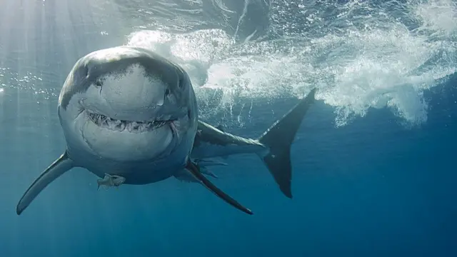 சுறா மீன்கள் இனம் முழுமையாக அழிந்து விடுமா ?