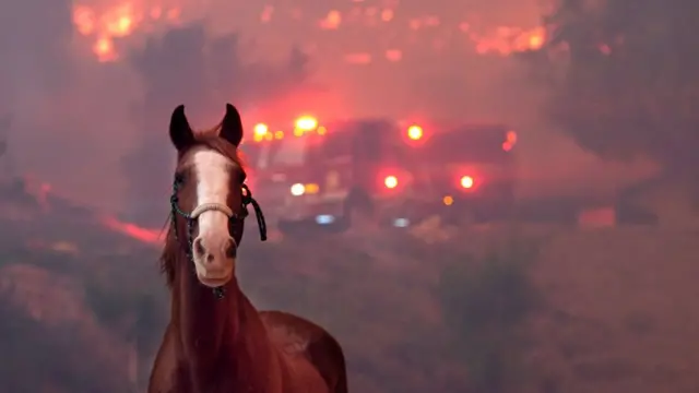лошадь на фоне пожара и пожарных машин