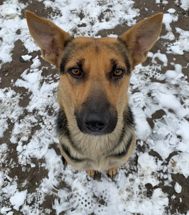 A hungry stray dog with sad eyes begs for food in the Chernobyl exclusion zone.
